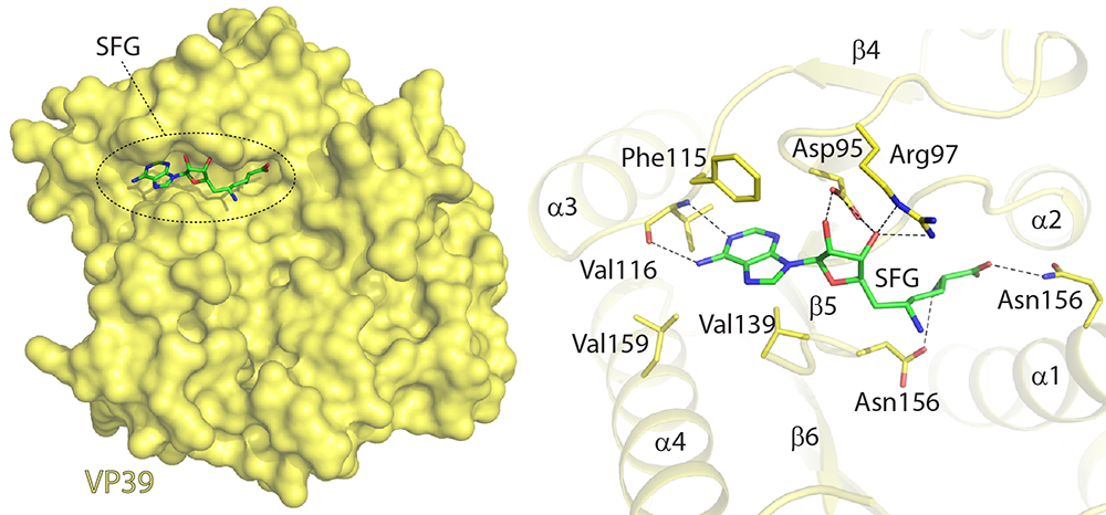 Discovery and structural characterization of monkeypox virus methyltransferase VP39 inhibitors reveal similarities to SARS-CoV-2 nsp14 methyltransferase